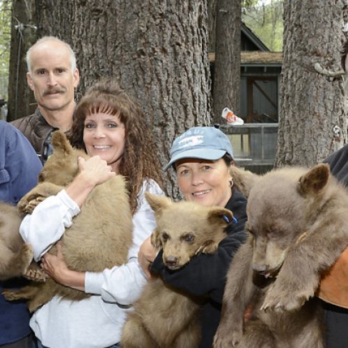 LTWC volunteers holding sedated bear cubs.