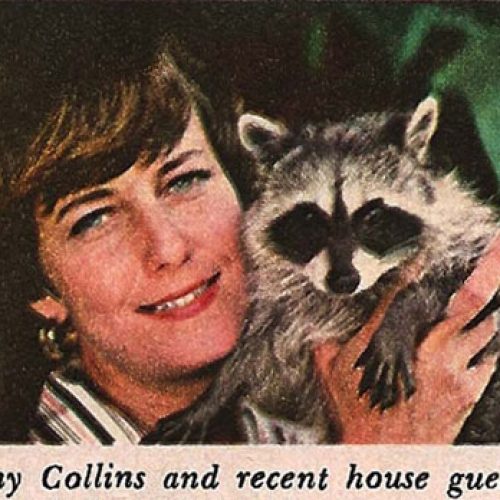 1970s magazine clipping of woman holding a raccoon.