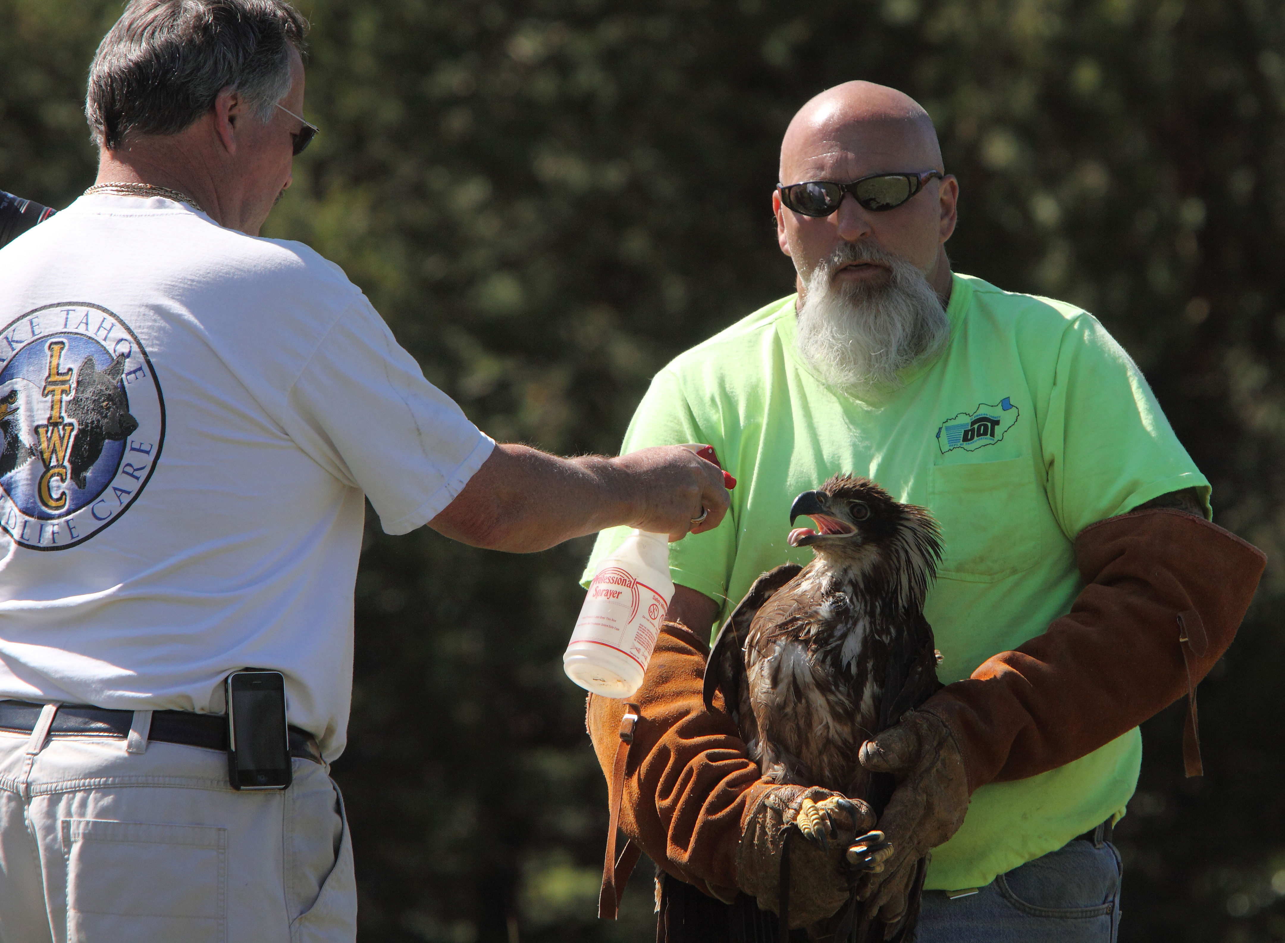 Eagleflight5 Lake Tahoe Wildlife Care Inc