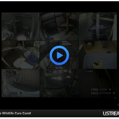 Image of webcam screen