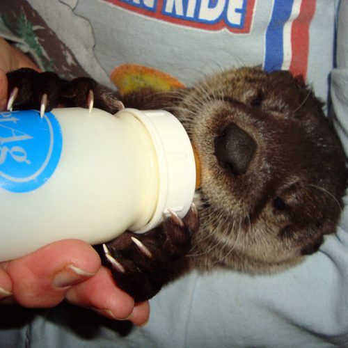 Baby river otter being fed by a volunteer