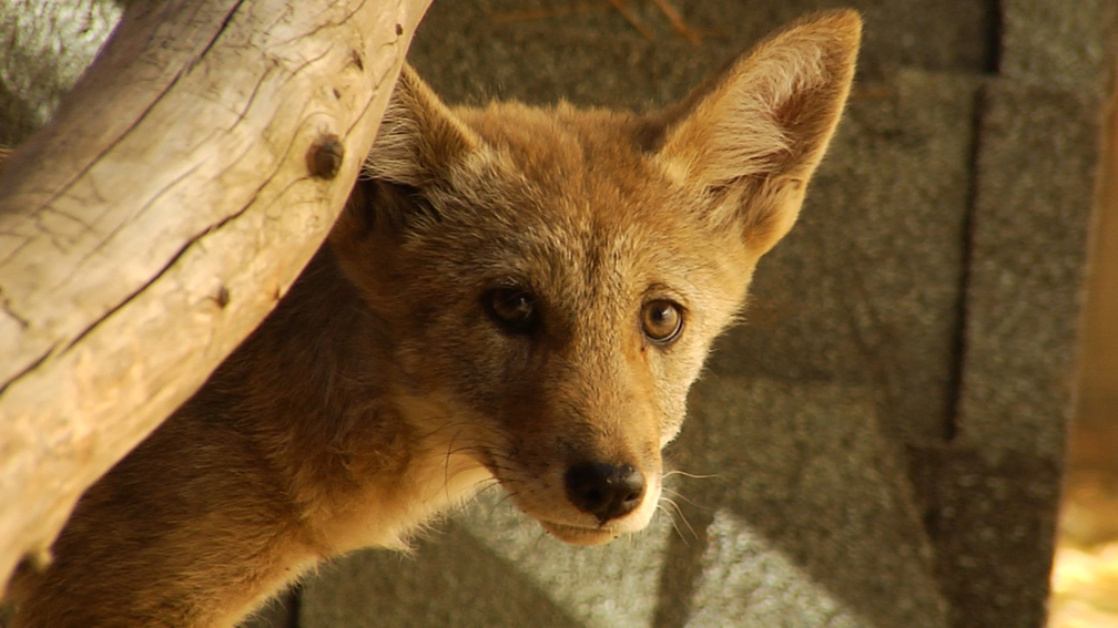 Coexisting With Wildlife Lake Tahoe Wildlife Care Inc