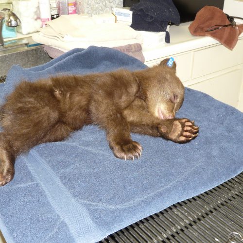 Humboldt County bear cub