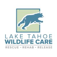 6a00e553e59fef8833011572518abc970b 800wi Lake Tahoe Wildlife