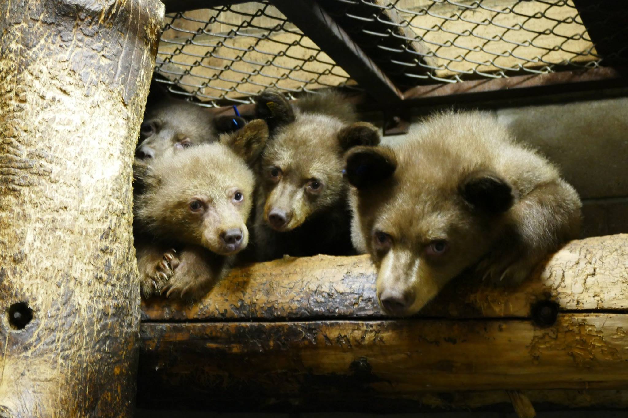 Bear cubs at LTWC