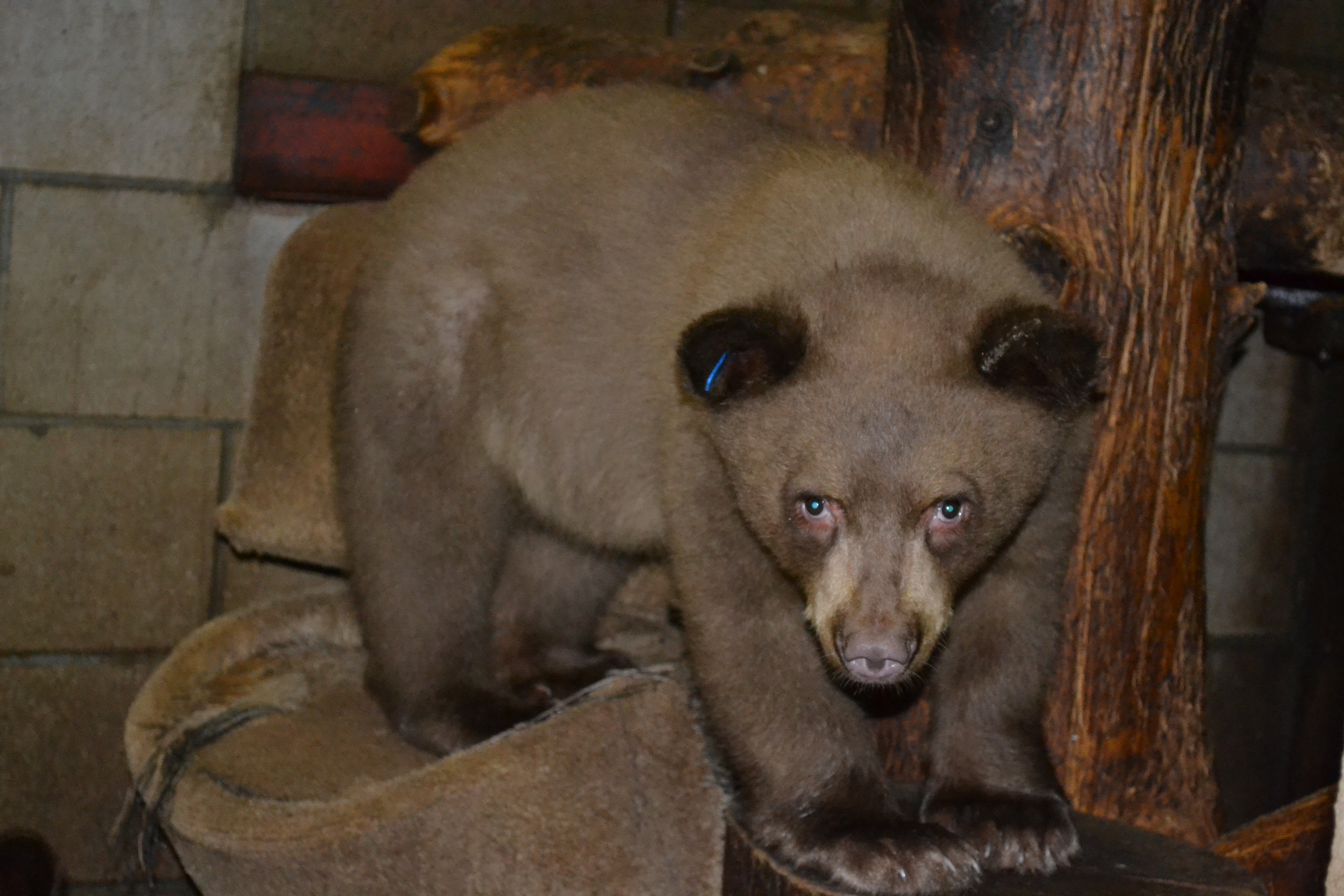 Yosemite Male Lake Tahoe Wildlife Care Inc - 