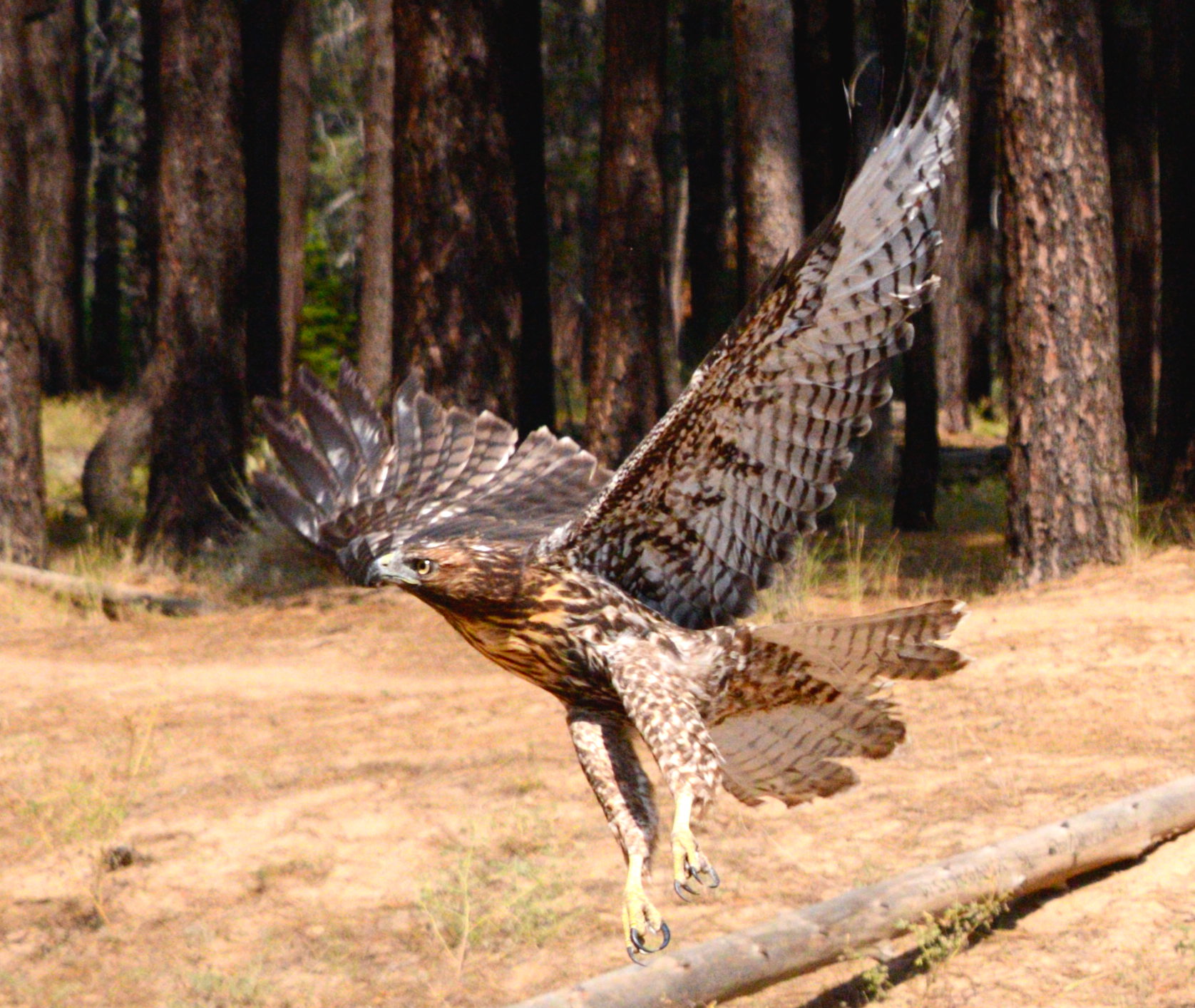 Hawk being released into the wild