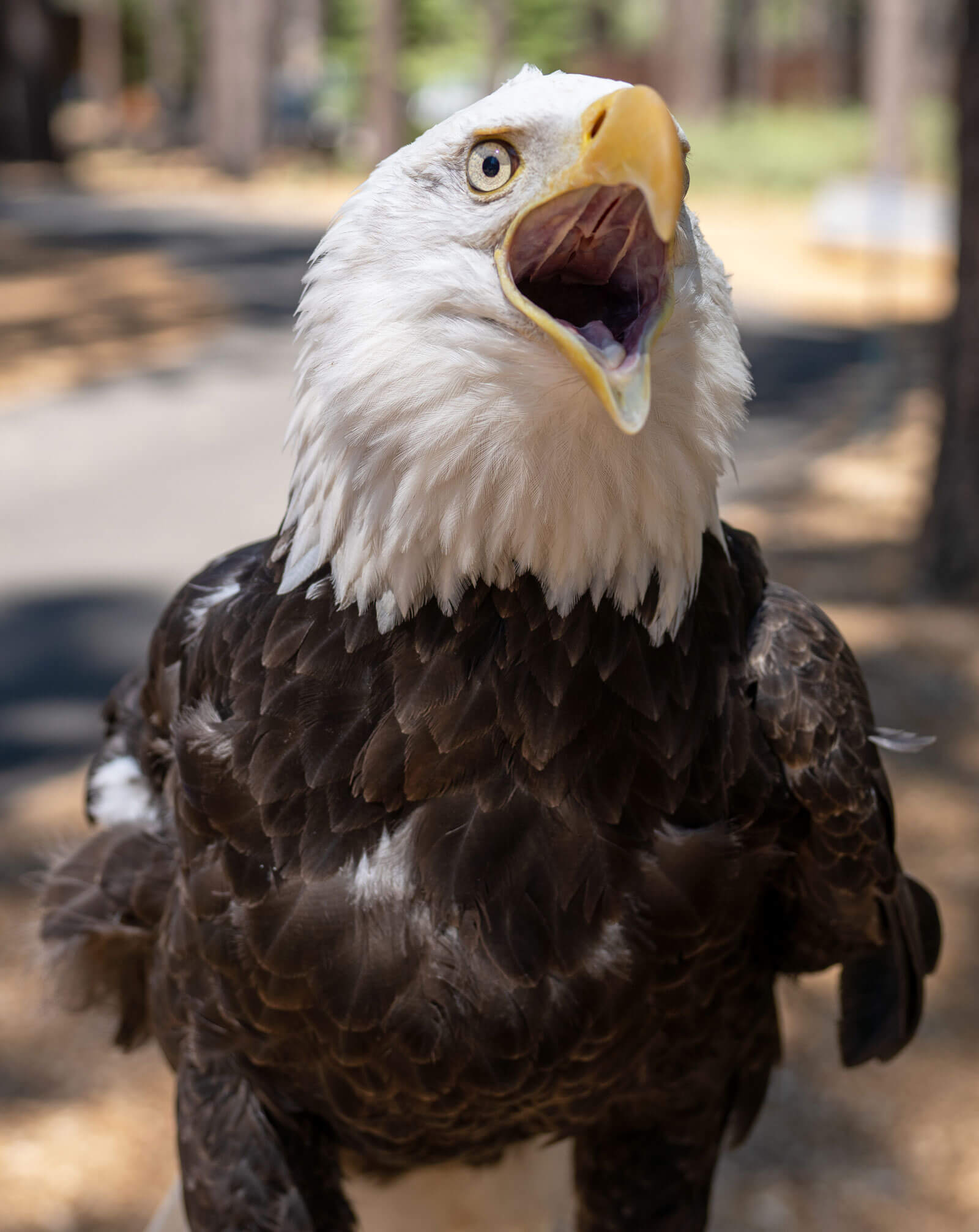 eagle with its beak open