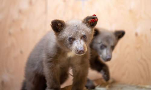 2 bear cubs with a tag in one ear
