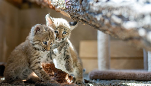 baby-bobcats