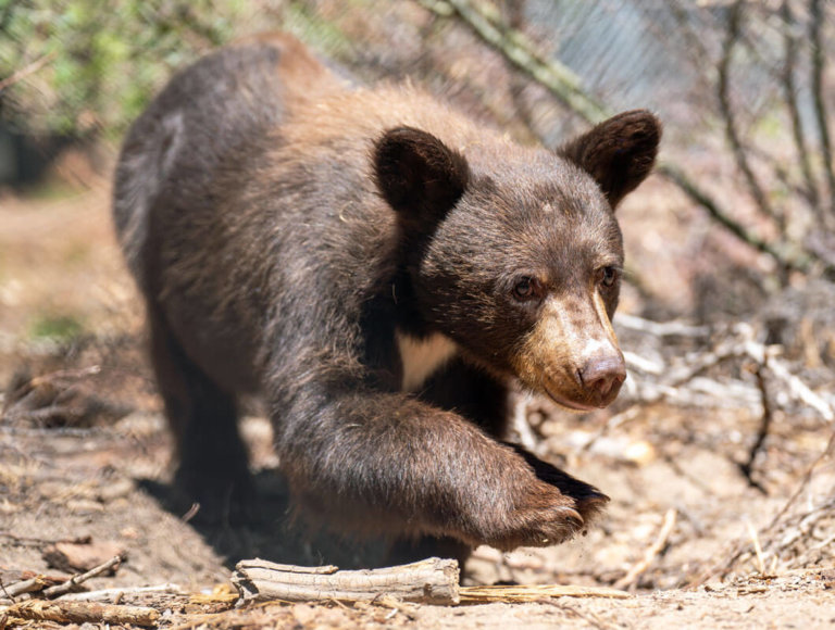 Living with Bears - Lake Tahoe Wildlife Care, Inc.