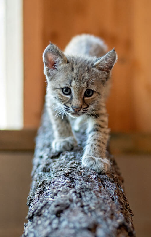 bobcat kitten on a log