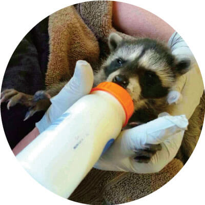 Raccoon with a bottle