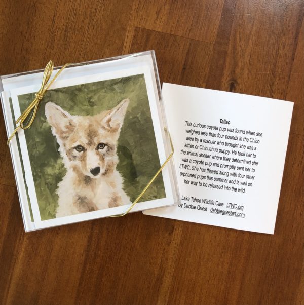 Tallac, Coyote Greeting Cards