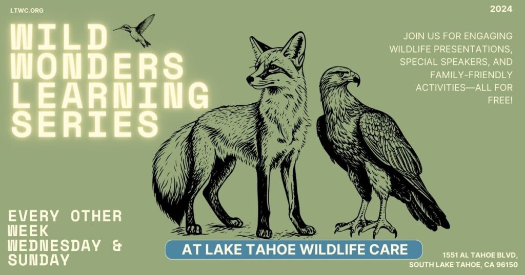 Wild Wonders Learning Series - Wildlife Rehab 101: From Rescue to ...